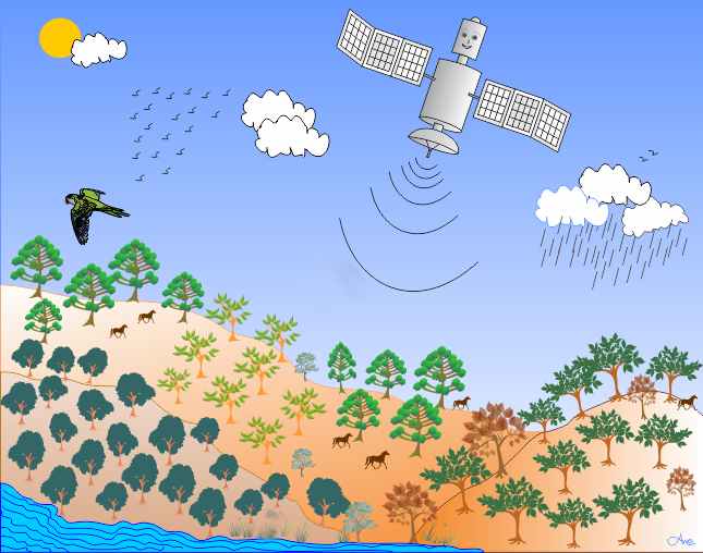 Satélite no céu, florestas na terra