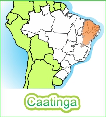 Ilustração Bioma Caatinga