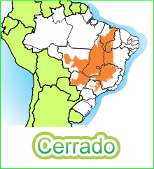 Mapa do Brasil com destaque para o Bioma Cerrado