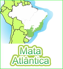 Mata Atlântica