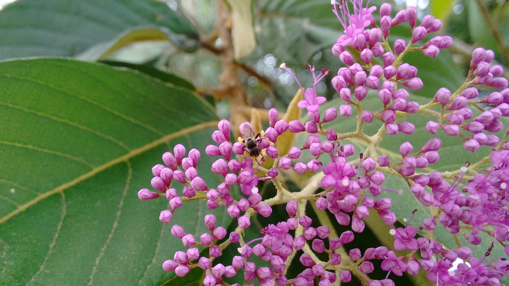 Embrapa, abelha sem ferrão