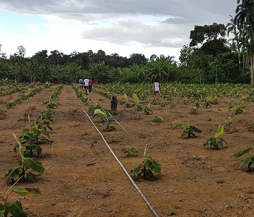 Embrapa - Instalando sistema de irrigação por gotejamento