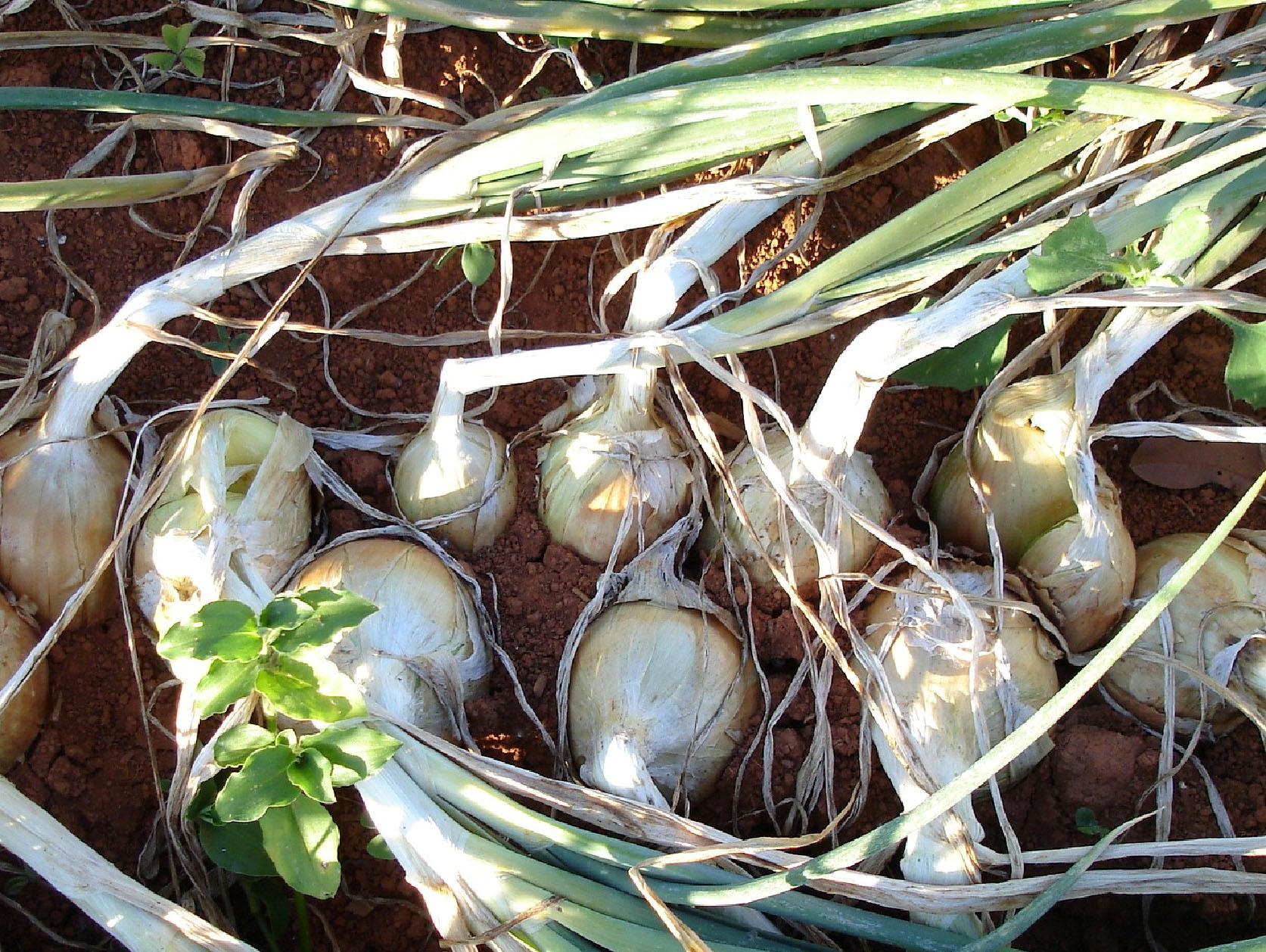 Plantas de cebola exibindo bulbos múltiplos