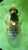 Mosca-minadora, Liriomyza spp. adulto