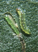 Mosca-minadora, Liriomyza spp. larva