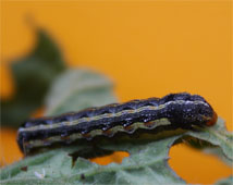 Lagarta Spodoptera eridania