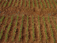 Produção de mudas de cebola em sementeira