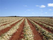 Cura de cebola a campo