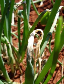 Sintomas de queima e podridão de Phytophthora