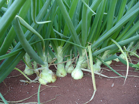 Planta de cebola