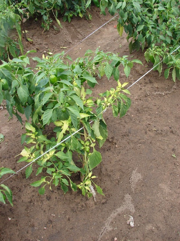 Clorose na parte aérea de plantas de Capsicum (A). 