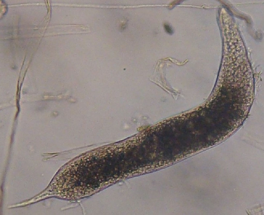 Juvenil de 4º estádio de Meloidogyne spp. (A). 