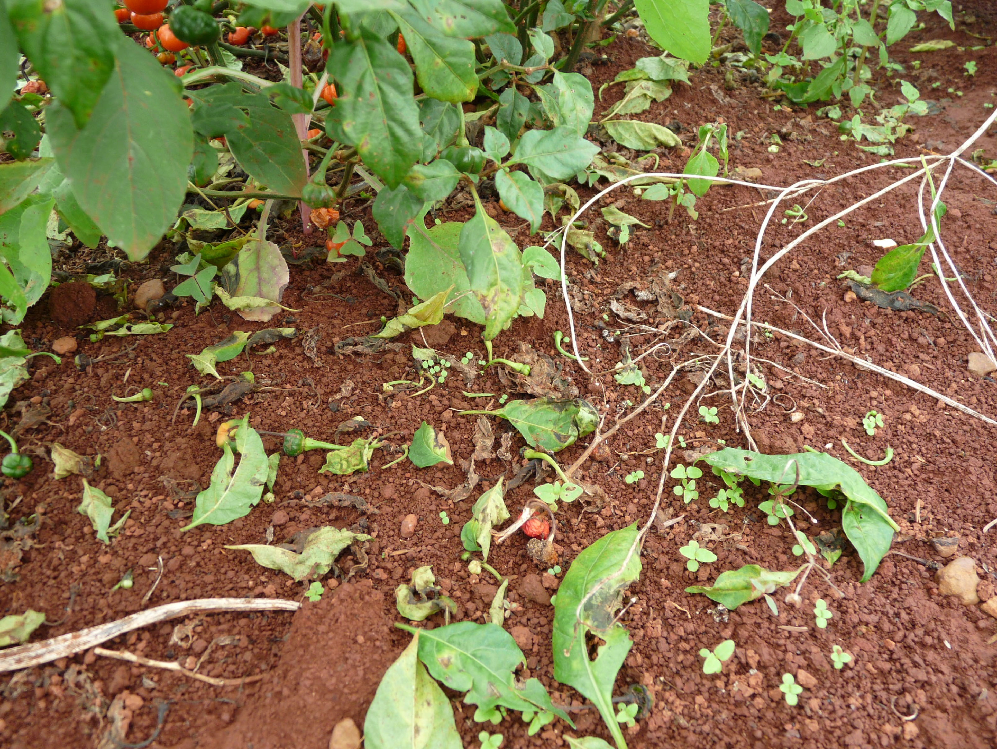 Desfolha da planta provocada pela doença mancha bacteriana