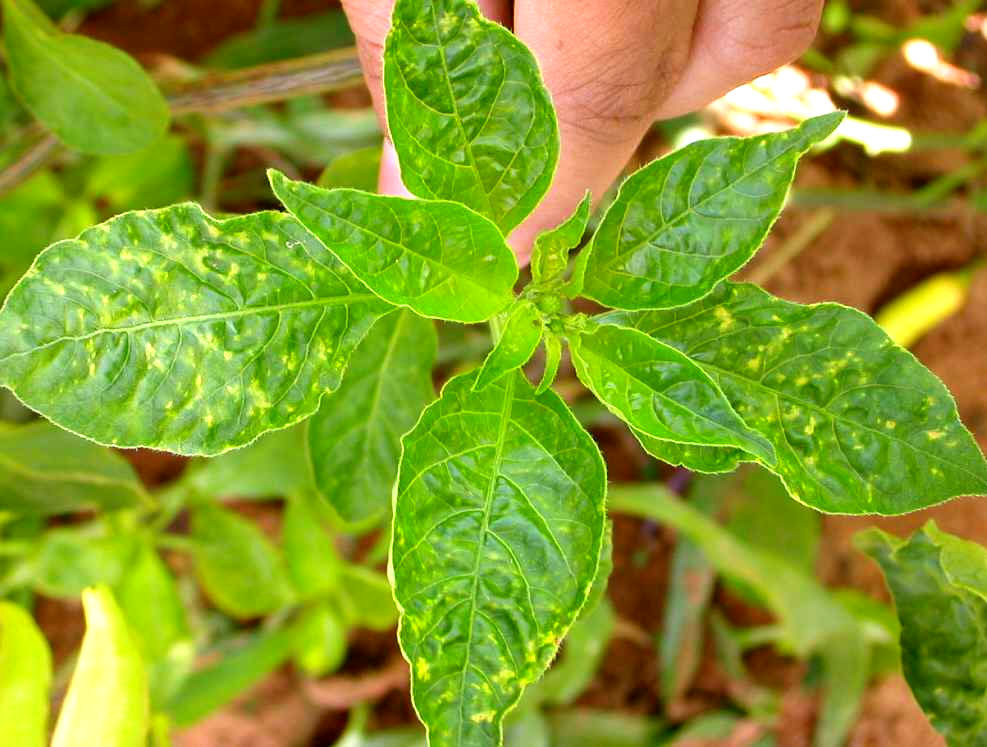 Sintomas de geminivírus em pimenta malagueta. 