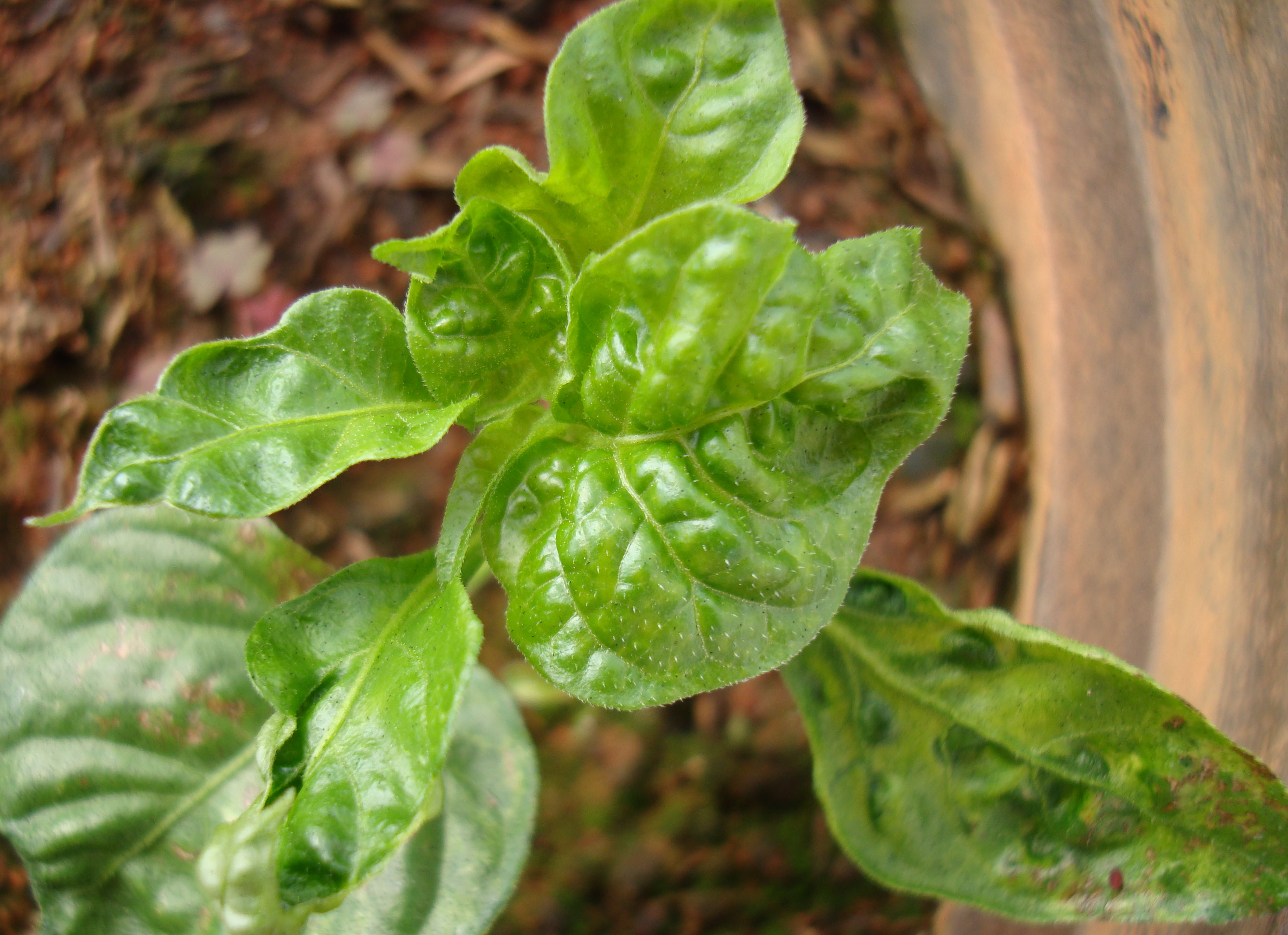 Sintomas de Tomato chlorotic spot virus (TCSV) em muda de Habanero.