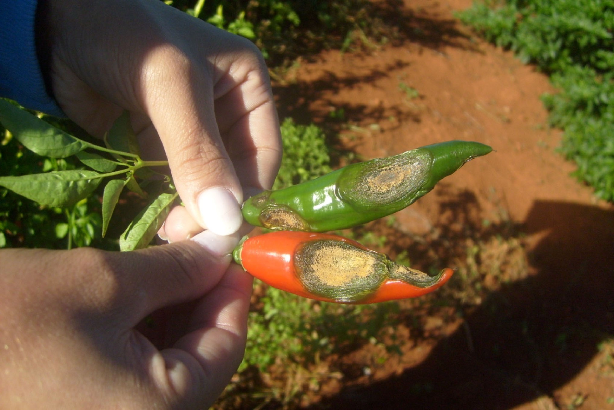 Antracnose em pimenta