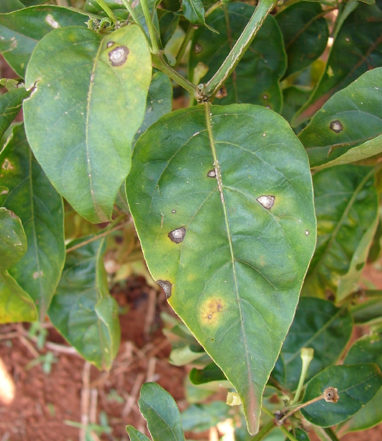 Sintomas de mancha de cercóspora em folhas de pimenta