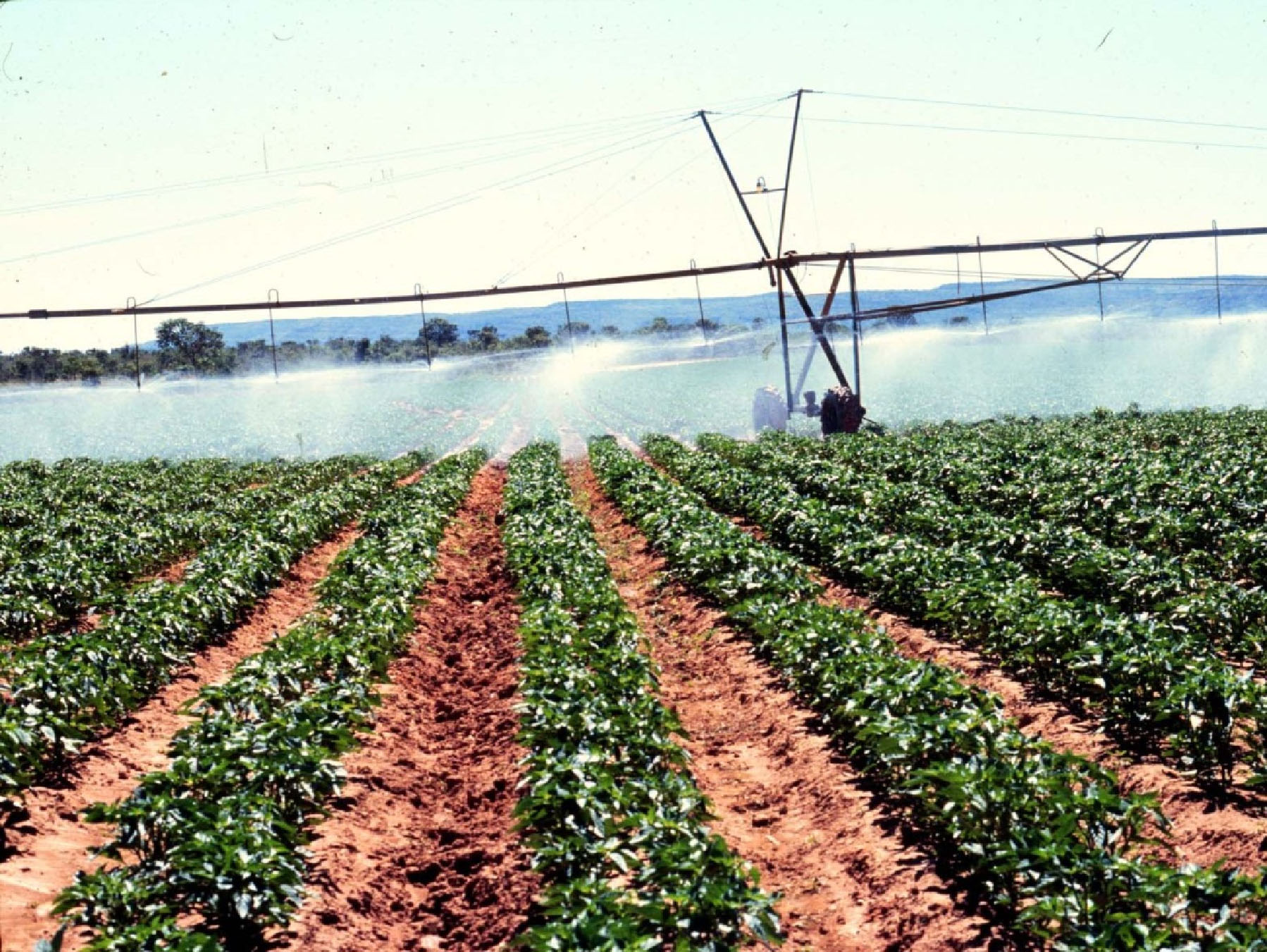 Sistema de irrigação por aspersão com pivô central na produção de páprica.