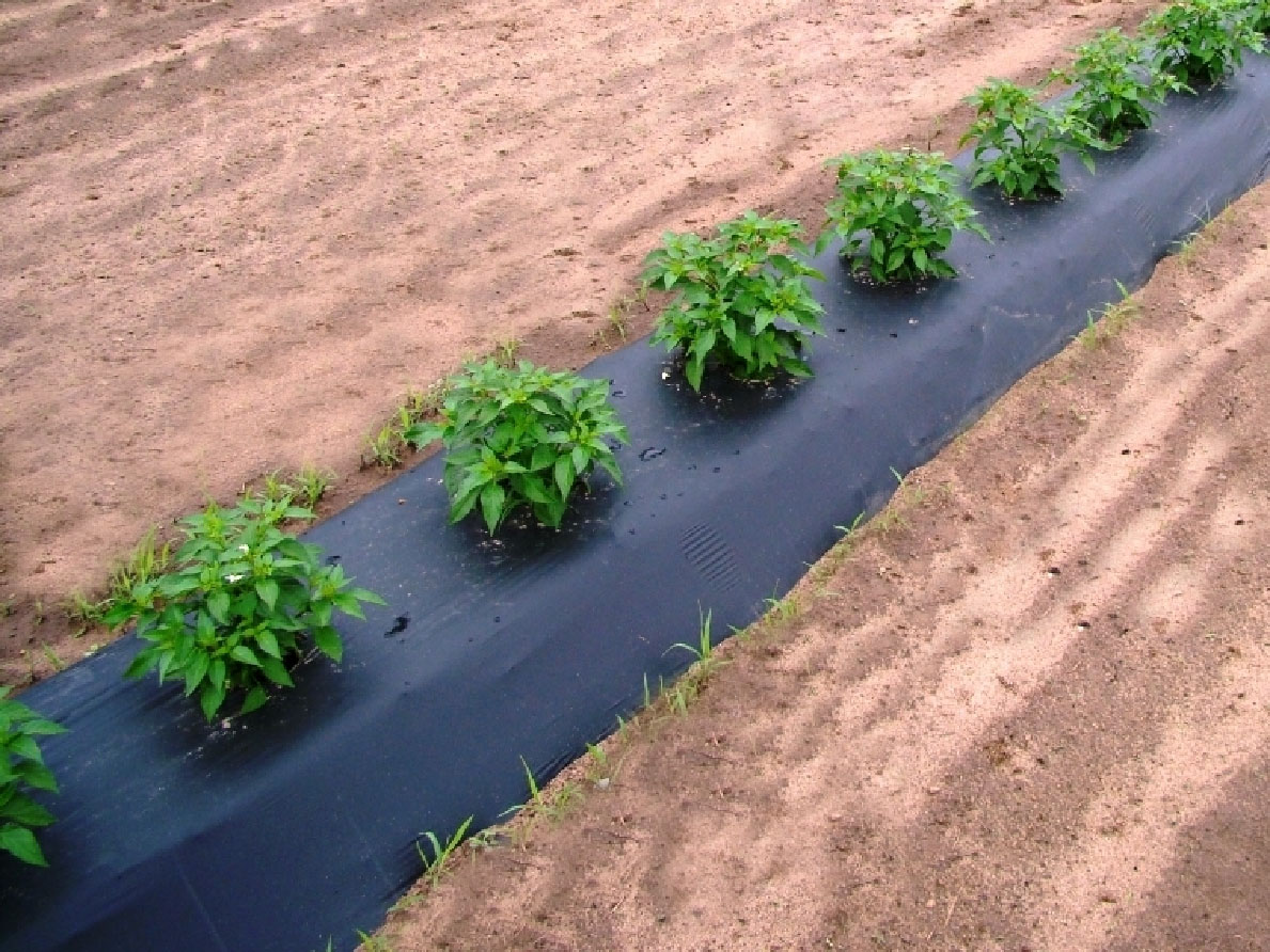 Sistema de irrigação por gotejamento em solo coberto com plástico preto ("mulch").