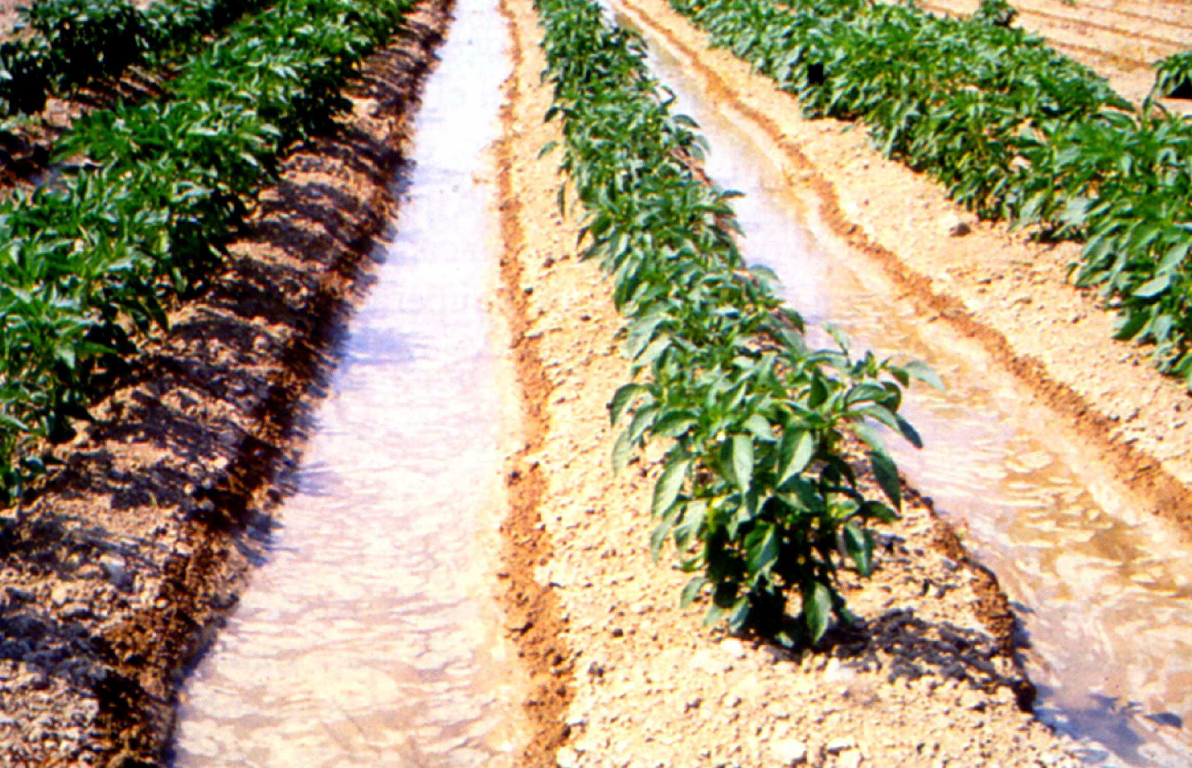 Sistema de irrigação por sulco