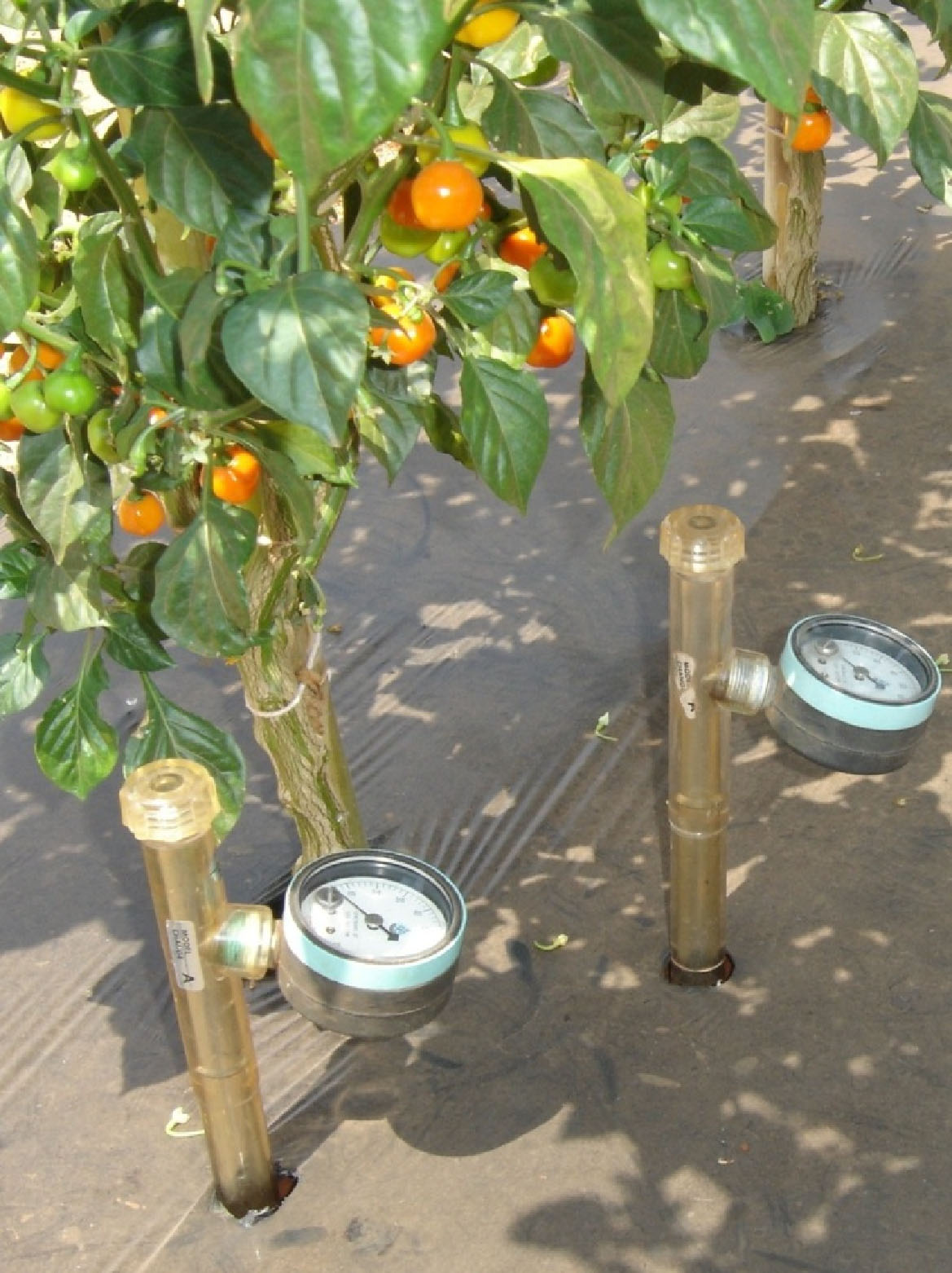 Tensiômetros para manejo da água de irrigação.