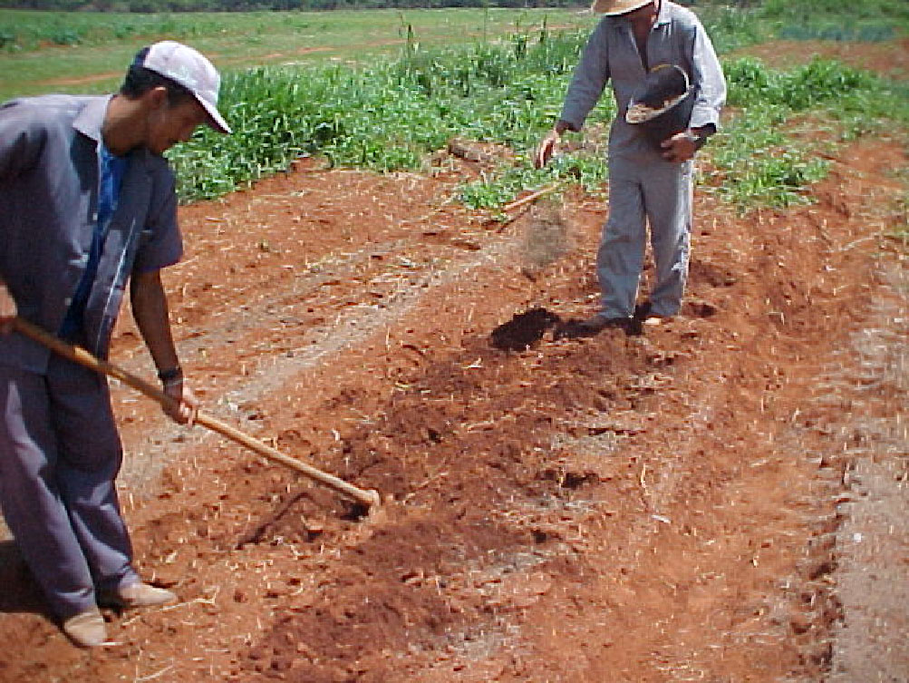 Coveamento e mistura de adubo nas covas para o plantio de pimenta