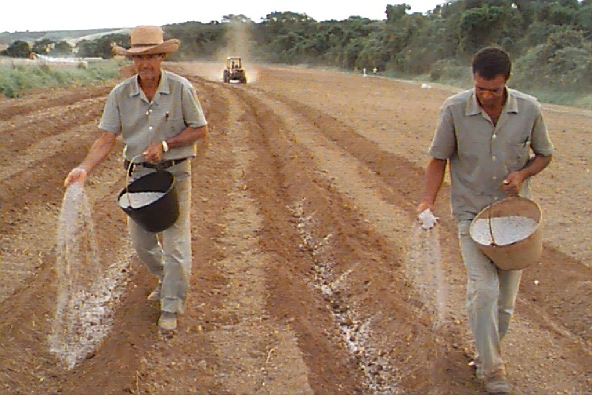 Distribuição do adubo mineral para o plantio de pimenta