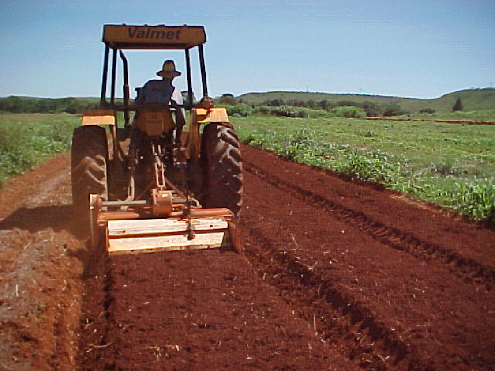 Encanteiramento para o plantio de pimenta