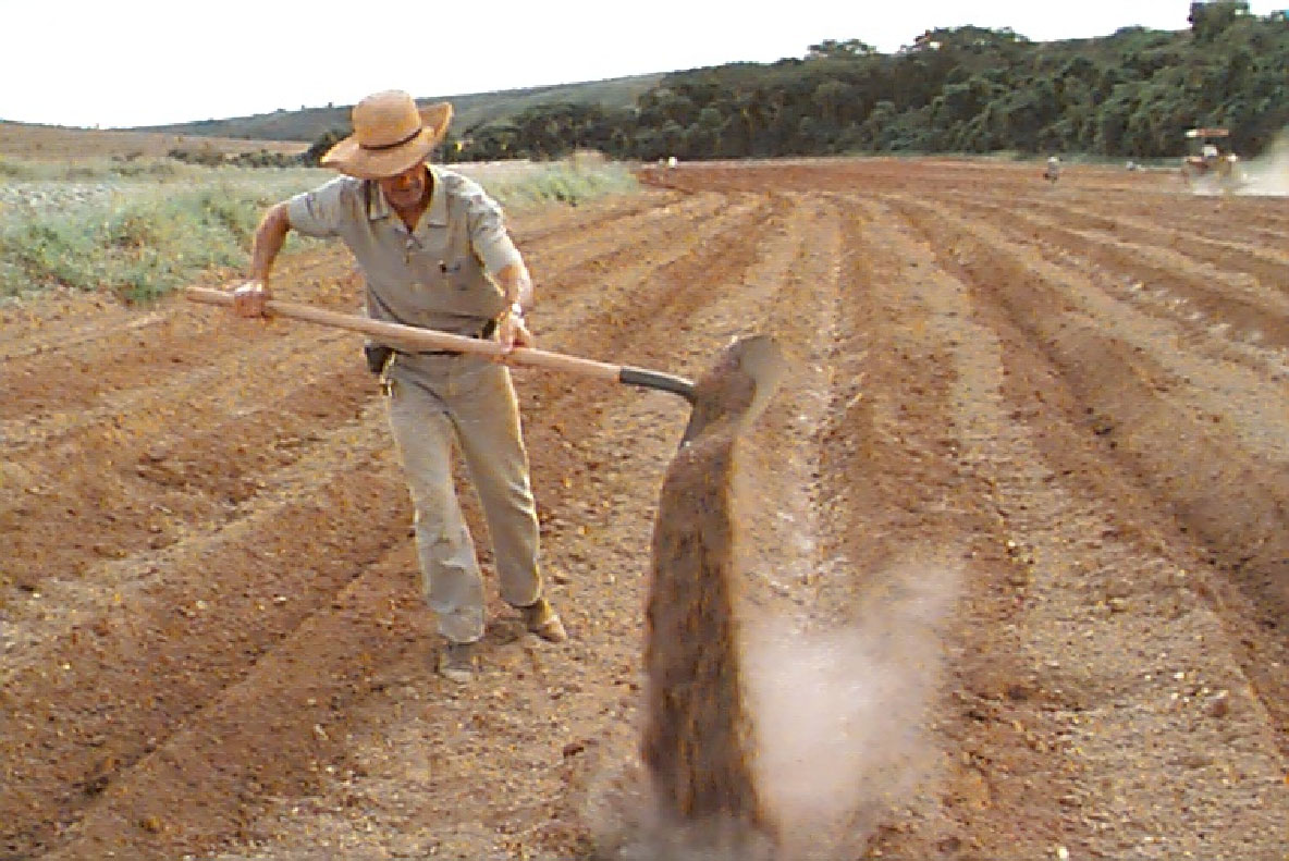 Mistura dos adubos com solo nos sulcos para o plantio de pimenta