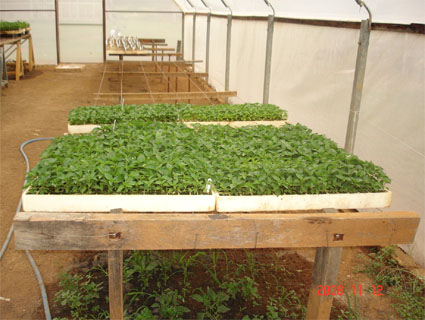 Produção de mudas de pimenta sobre bancadas de arame esticado em viveiros cobertos com plástico e com tela antiafídica lateral. 