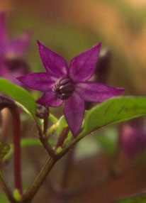 Corola violeta