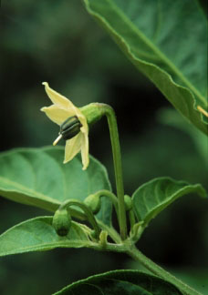 Fruto cálice constrição basal ereto