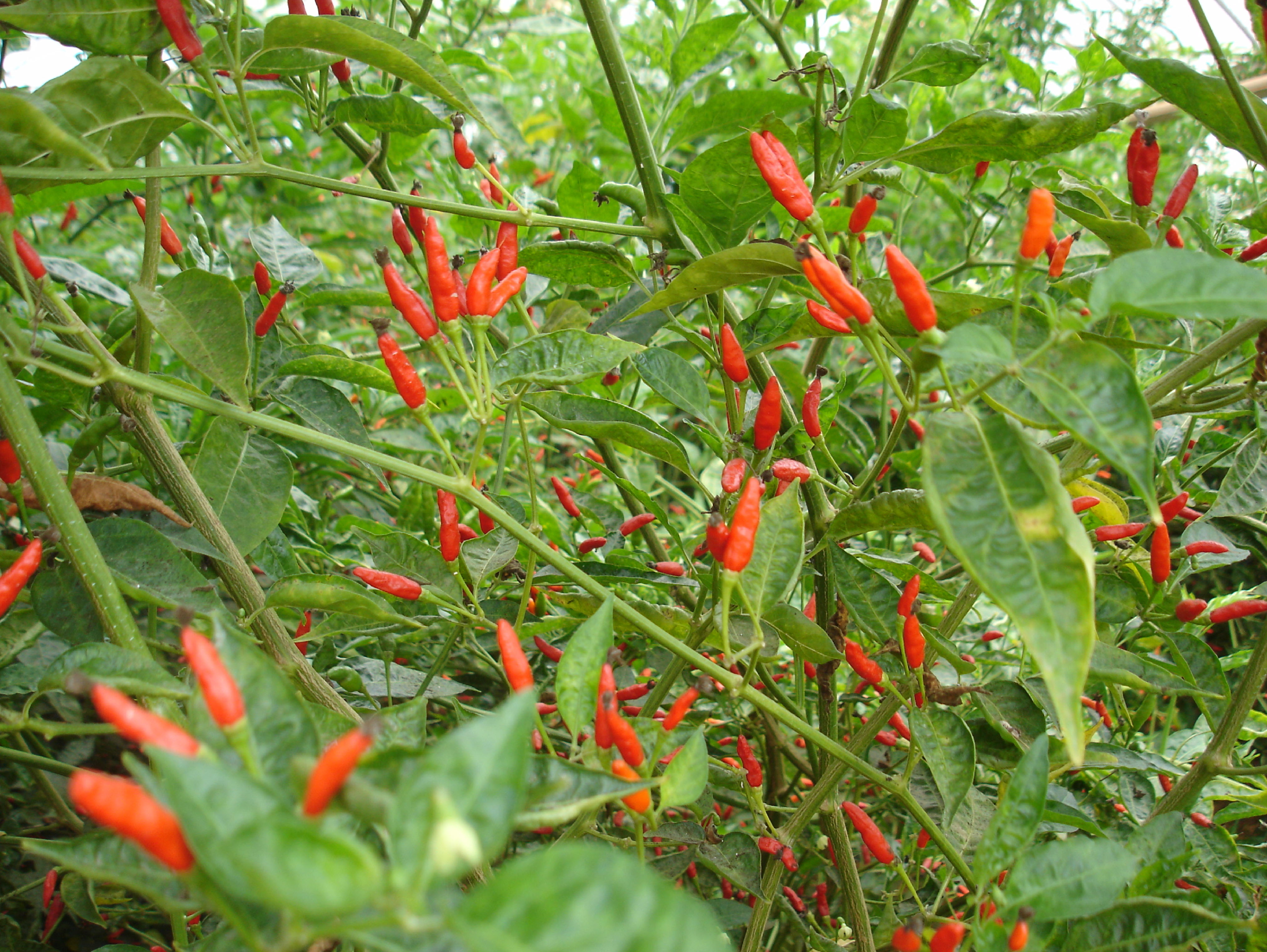 Detalhe de pimenta malagueta