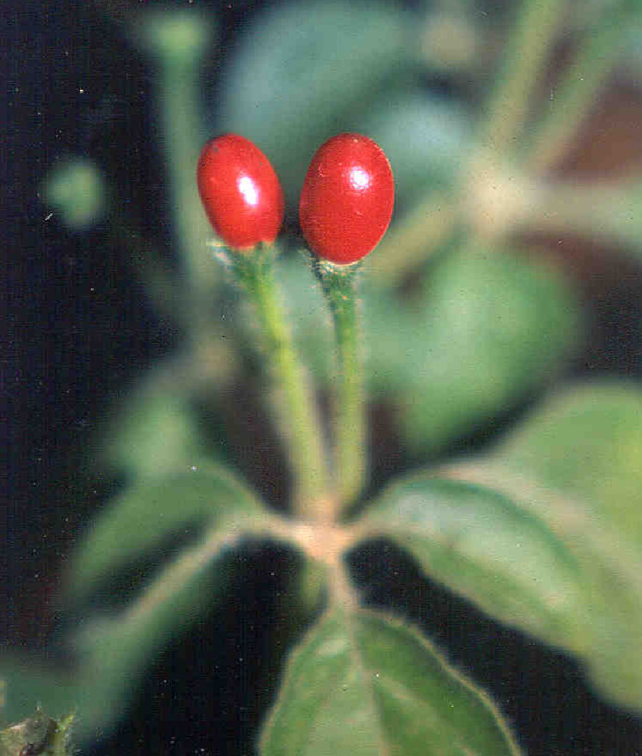 Planta de pimenta cumari