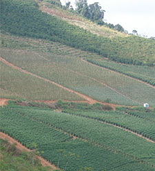 Sistema de cultivo de tomate em campo