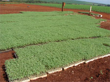 Mudas de tomate para serem transplantadas