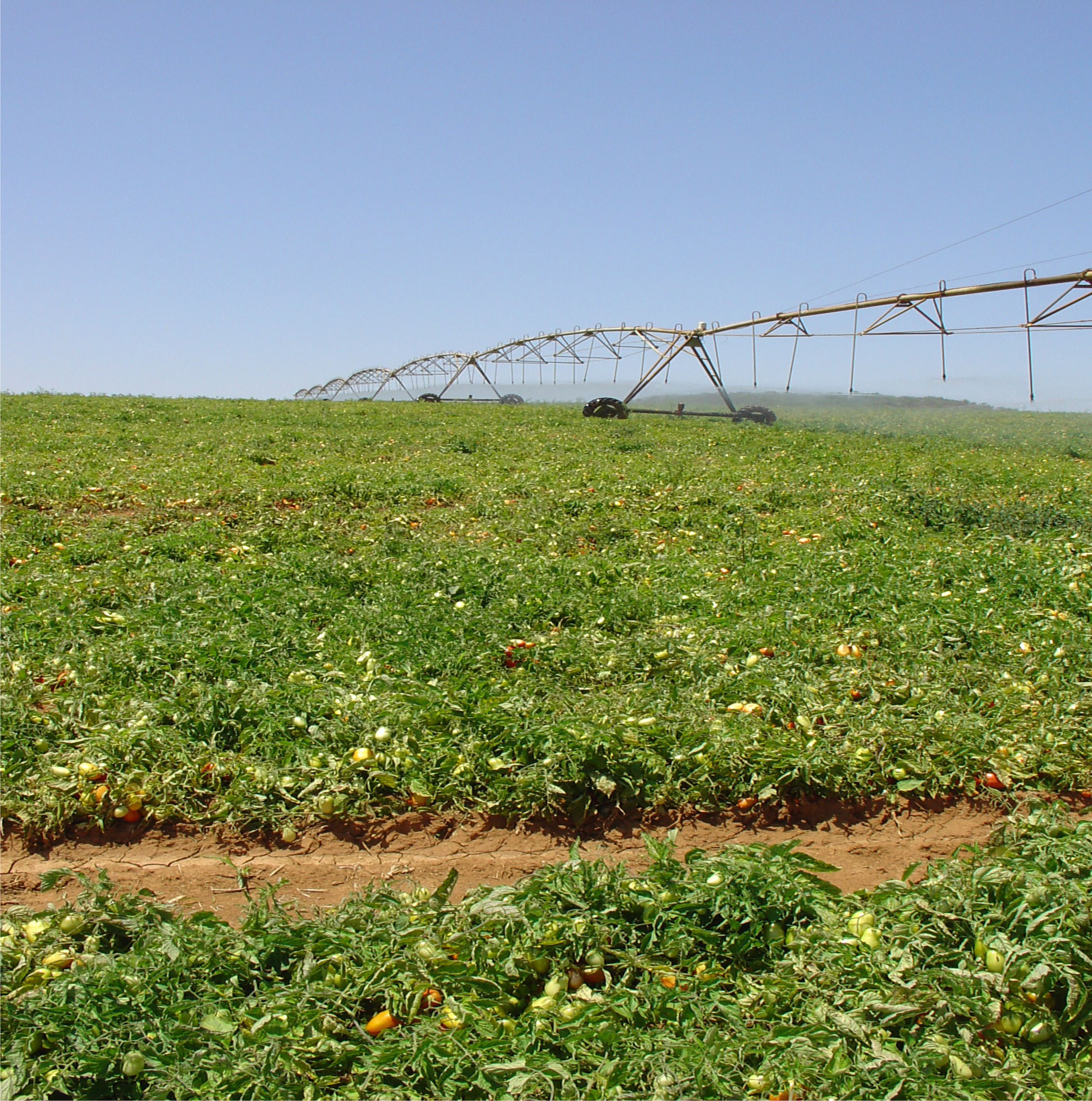 Irrigação por aspersão em pivô central em tomate para indústria