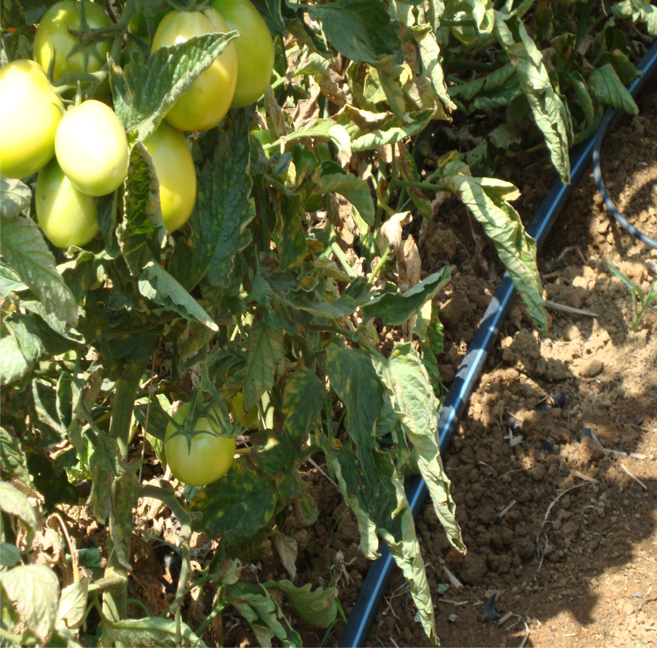 Irrigação por gotejamento em tomate