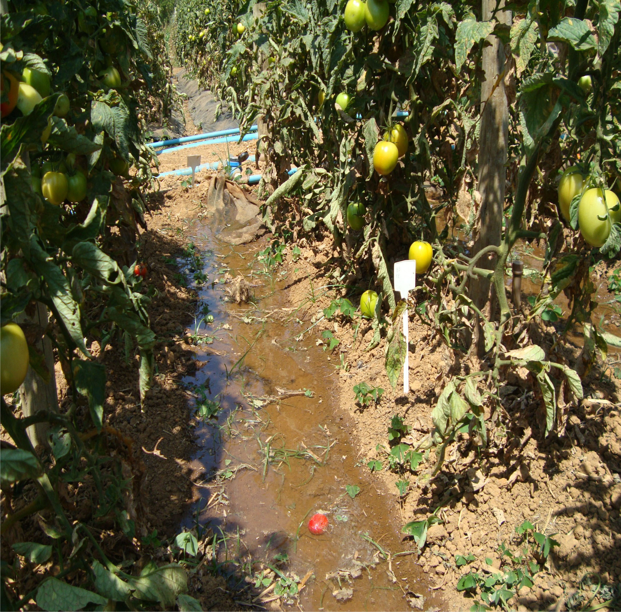 Irrigação por sulcos em tomate