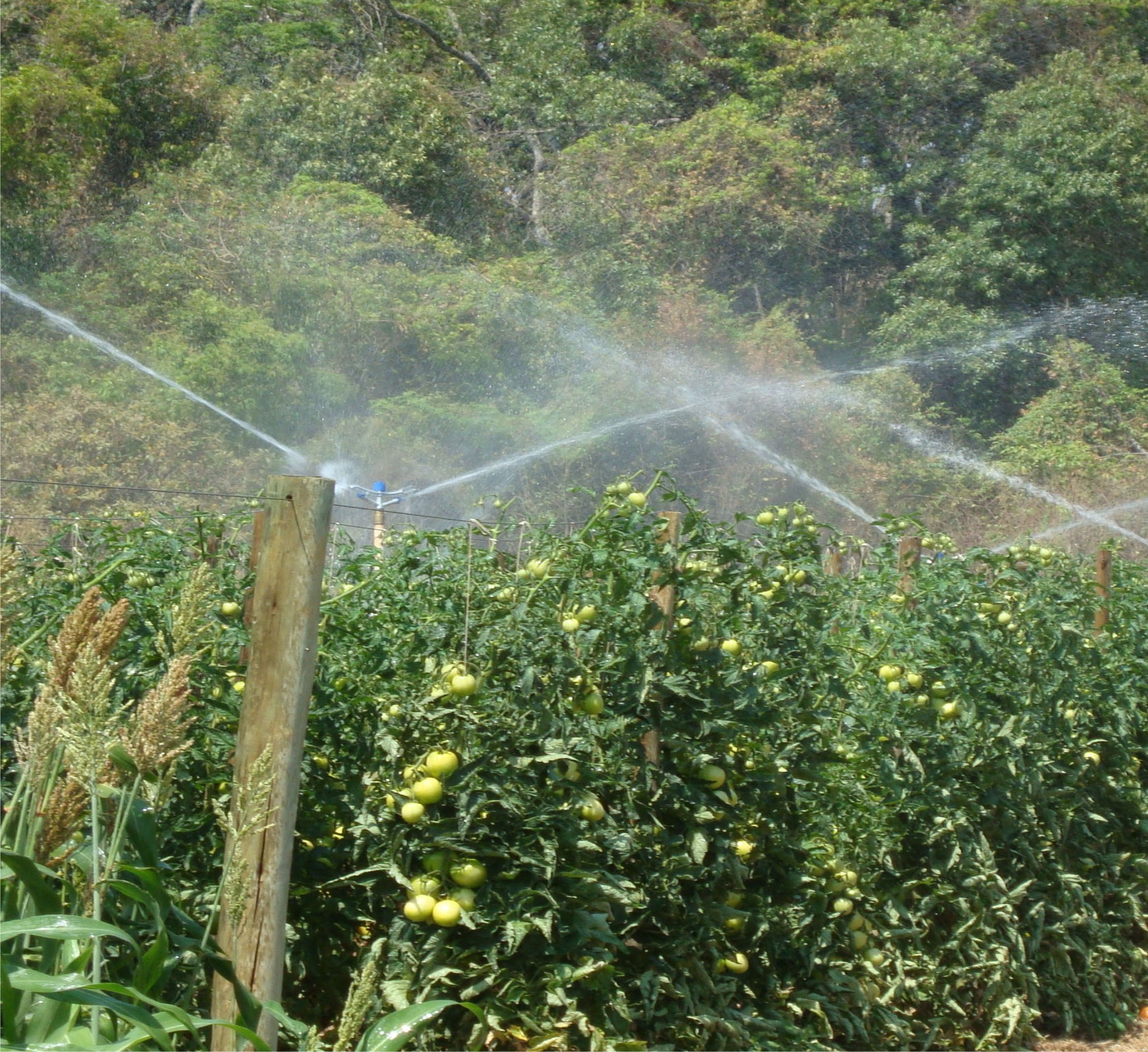 Irrigação convencional em tomate de mesa