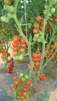 Condução de tomate com duas hastes