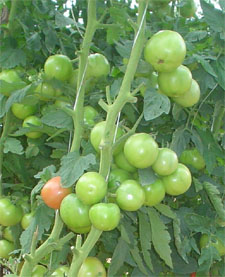 Condução de duas plantas de tomate com uma haste cada