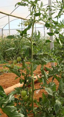 Condução de tomate com uma haste