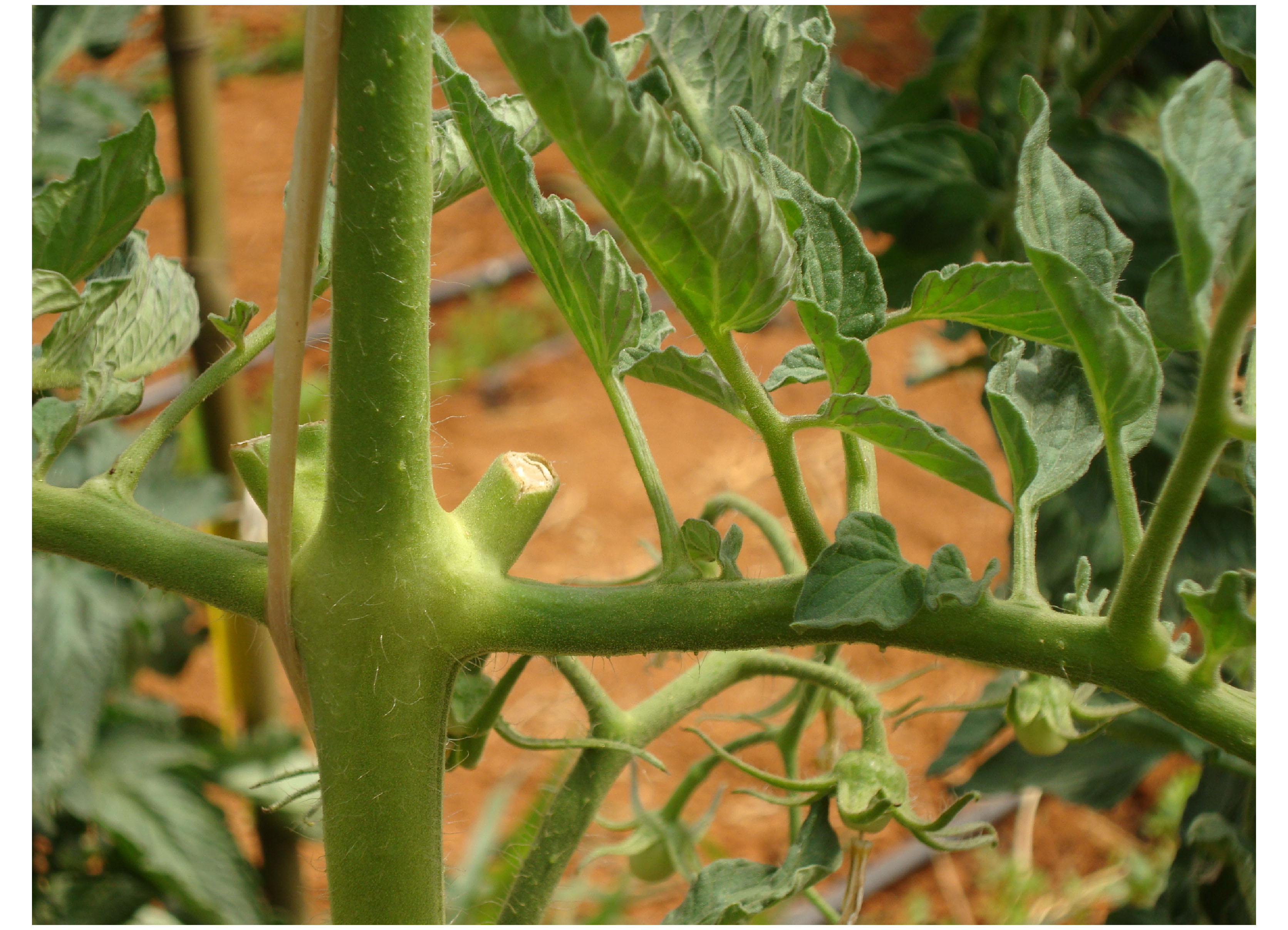 Tomate desbrota