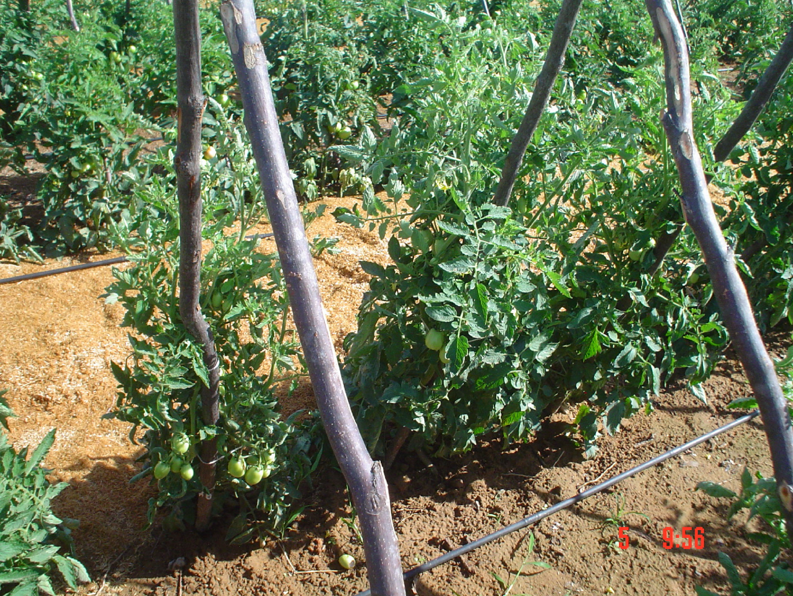 Tomate estaqueado