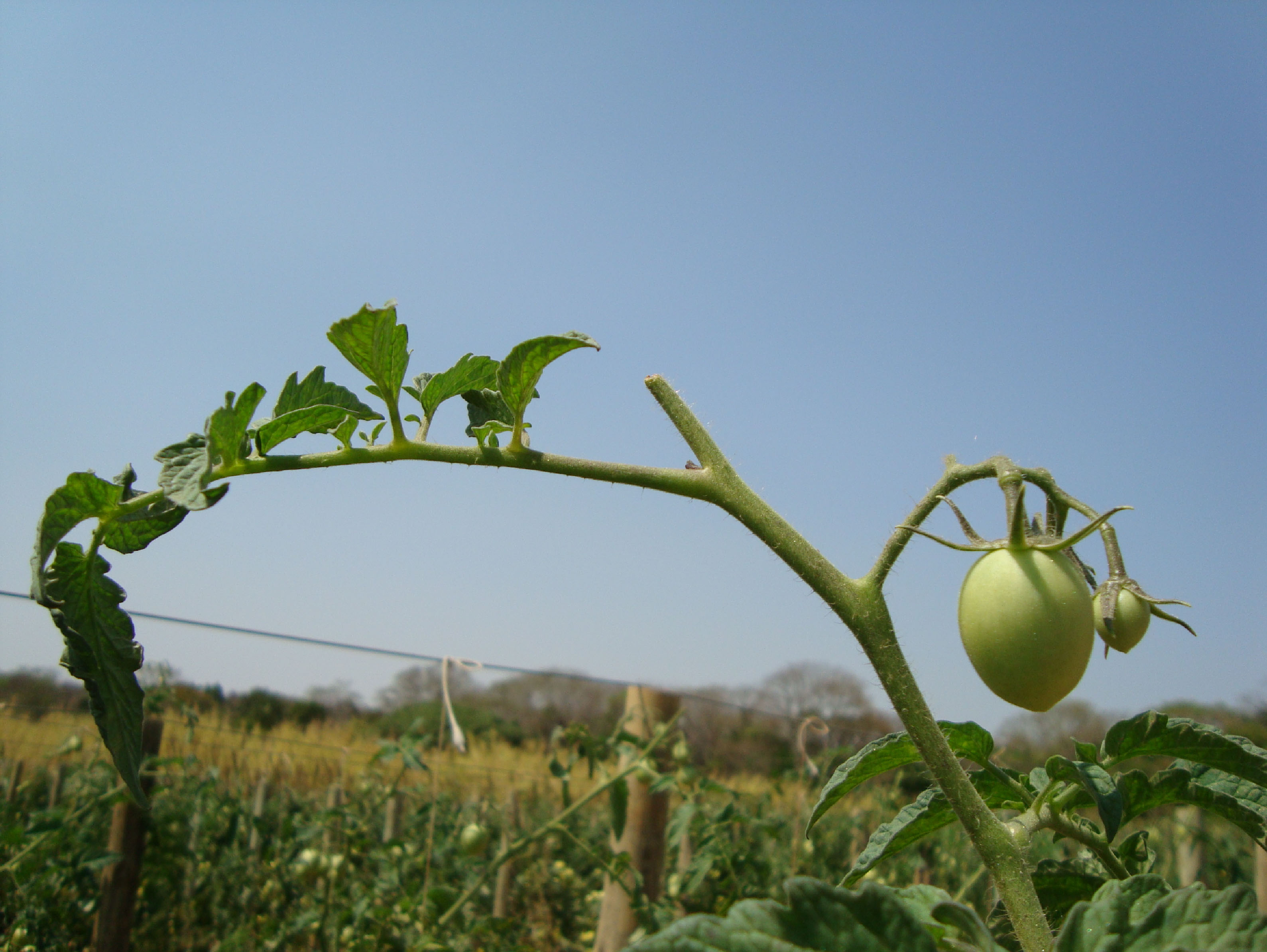 Planta de tomate podado