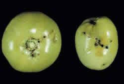 Frutos danificados por traça-do-tomateiro