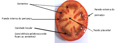 Fruto do tomate