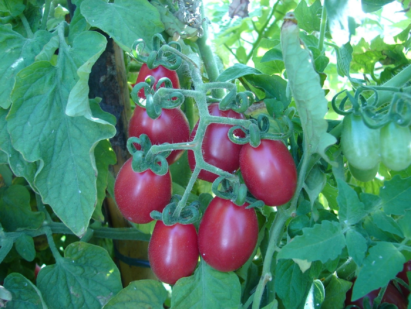 Tomate Grupo Cereja