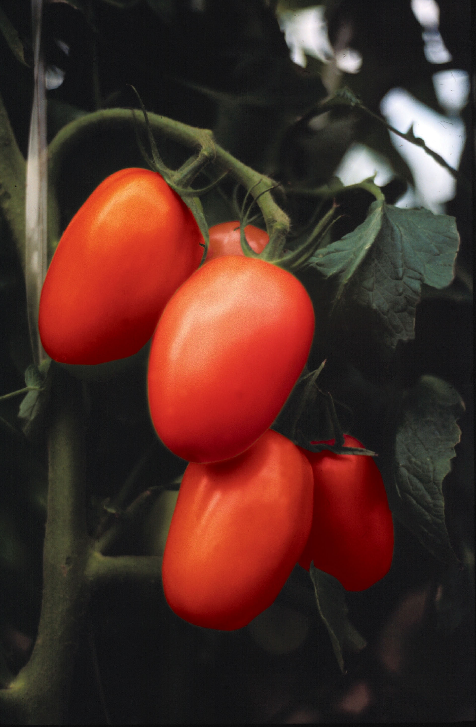 Tomate Grupo Italiano